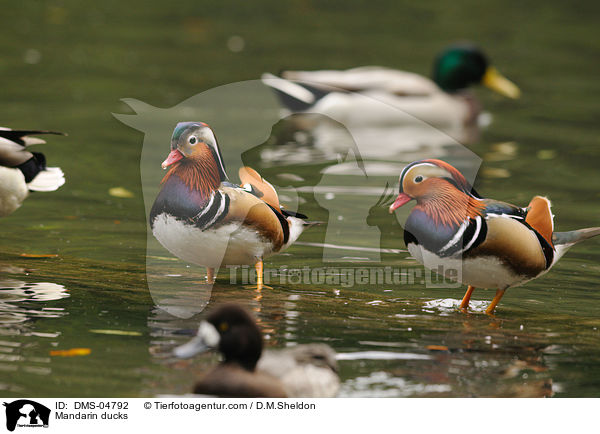 Mandarin ducks / DMS-04792