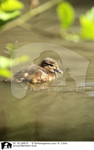 young Mandarin duck / KL-06815