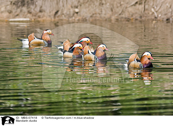 Mandarin ducks / MBS-07418
