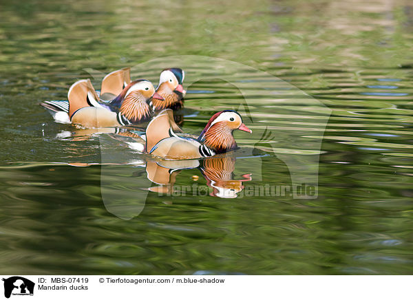 Mandarin ducks / MBS-07419