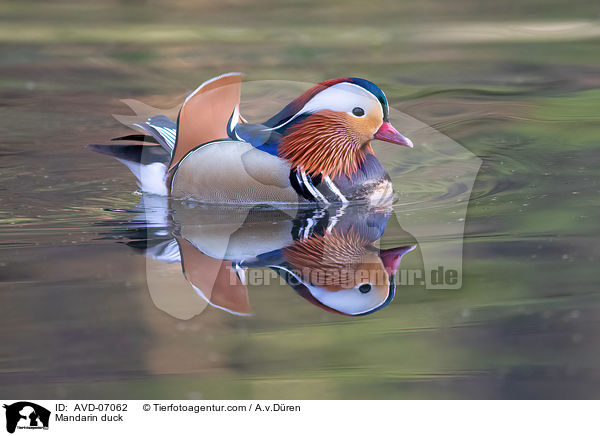 Mandarin duck / AVD-07062