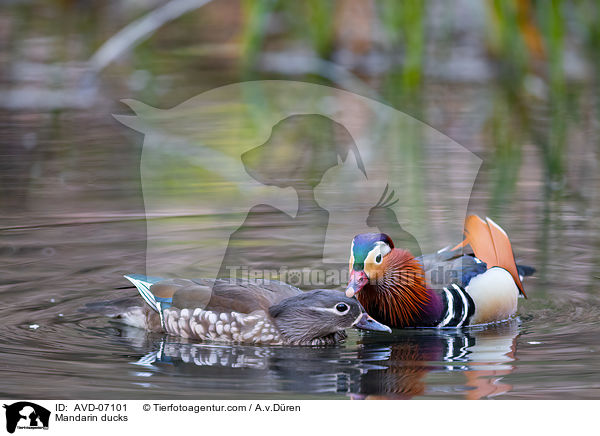 Mandarin ducks / AVD-07101