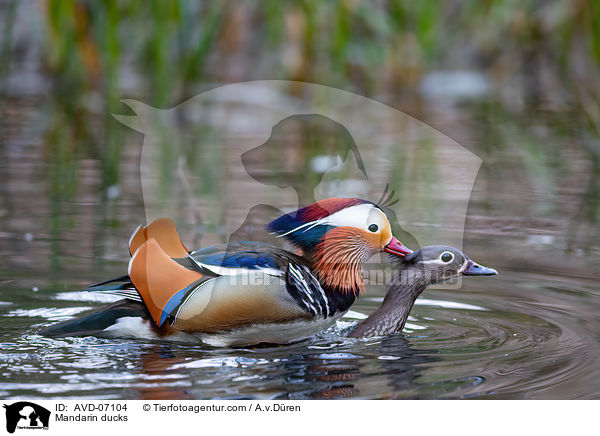 Mandarin ducks / AVD-07104