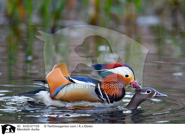 Mandarin ducks / AVD-07105