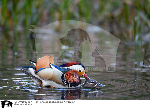 Mandarin ducks / AVD-07107