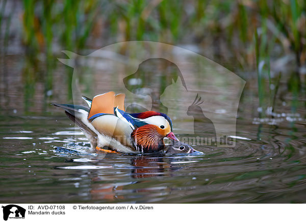 Mandarin ducks / AVD-07108