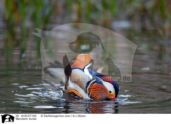 Mandarin ducks / AVD-07109