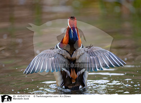 Mandarin duck / AVD-07110