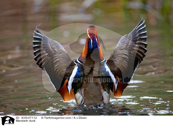 Mandarin duck / AVD-07112