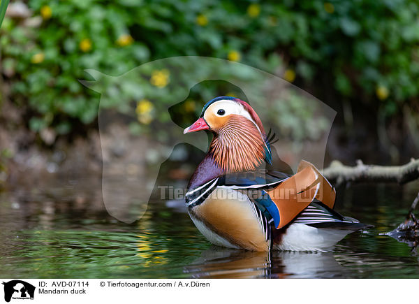 Mandarin duck / AVD-07114