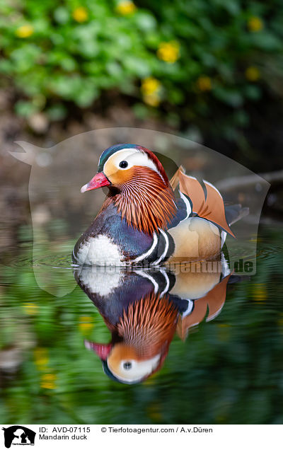 Mandarin duck / AVD-07115