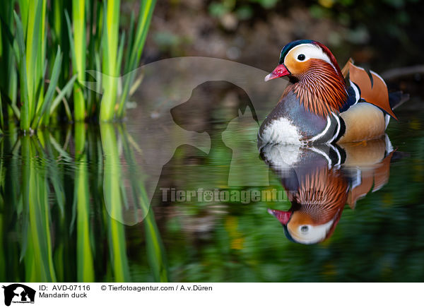 Mandarin duck / AVD-07116