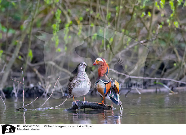 Mandarin ducks / AVD-07150