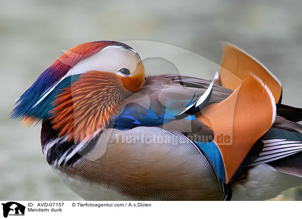 Mandarin duck / AVD-07157