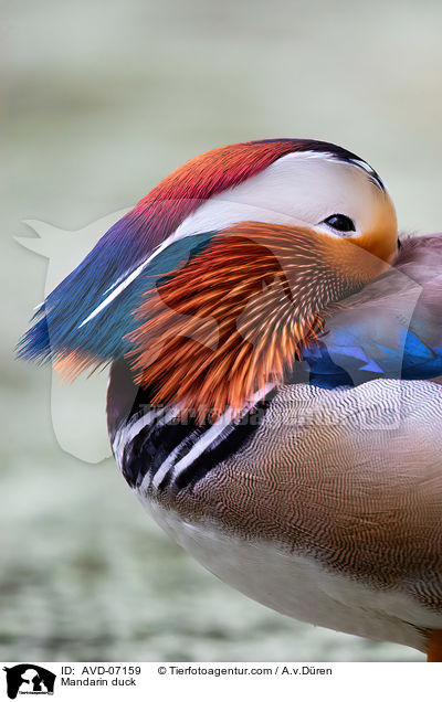 Mandarin duck / AVD-07159