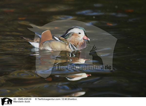 Mandarin duck / DMS-09539