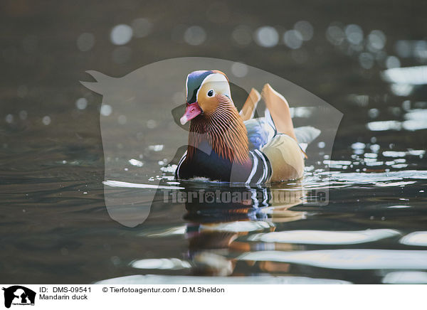Mandarin duck / DMS-09541