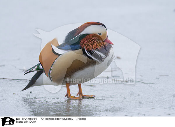 Mandarin Duck / THA-08764