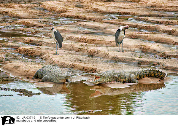 marabous and nile crocodiles / JR-03715