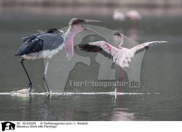 Marabou Stork kills Flamingo / IG-02029