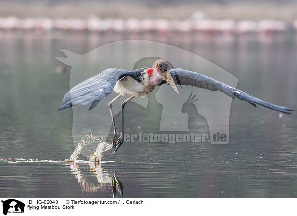 flying Marabou Stork / IG-02043