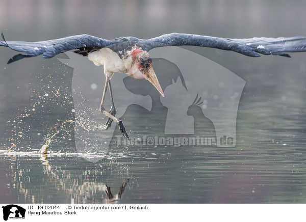 flying Marabou Stork / IG-02044