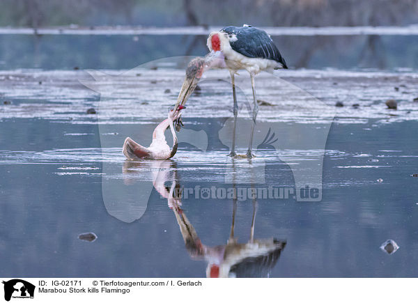 Marabou Stork kills Flamingo / IG-02171