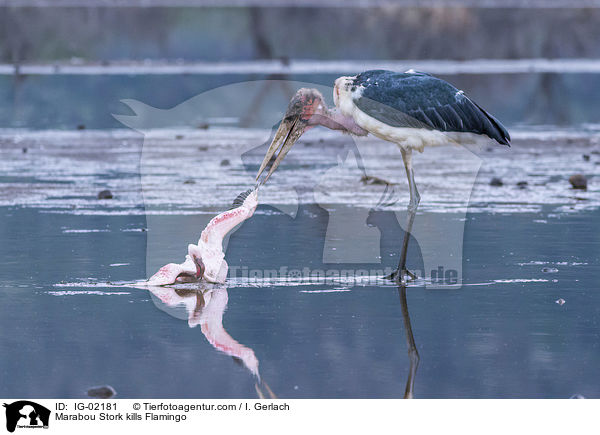 Marabou Stork kills Flamingo / IG-02181