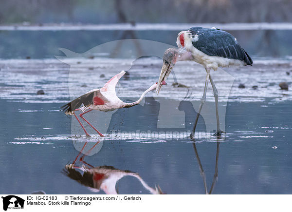 Marabou Stork kills Flamingo / IG-02183