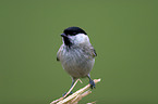 marsh tit