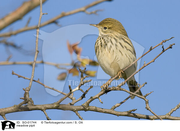 meadow pipit / SO-01744