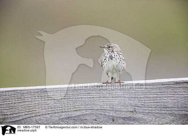 meadow pipit / MBS-17587