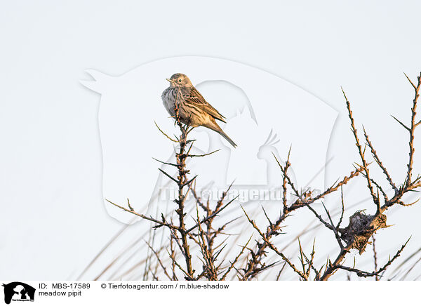 meadow pipit / MBS-17589