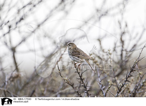 meadow pipit / MBS-17590