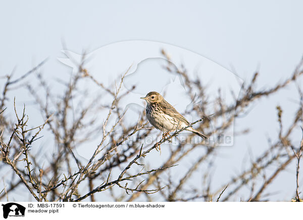 meadow pipit / MBS-17591
