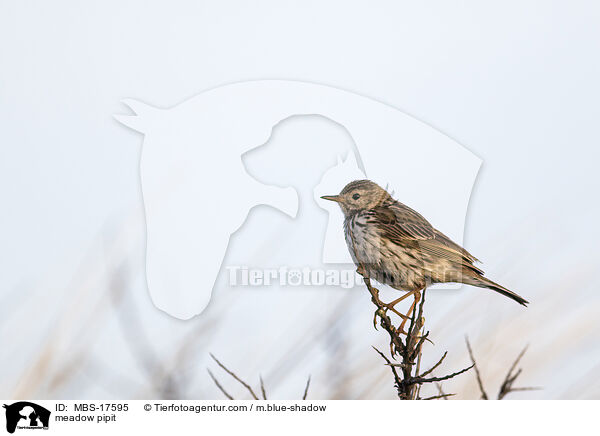 meadow pipit / MBS-17595