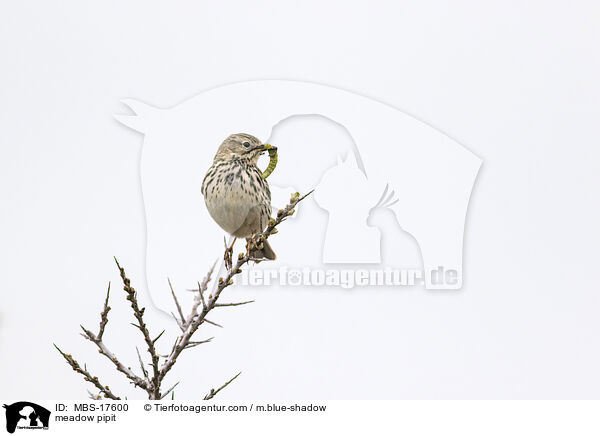 meadow pipit / MBS-17600