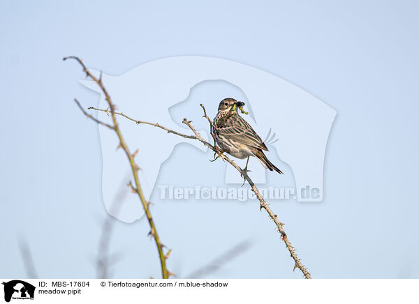 meadow pipit / MBS-17604