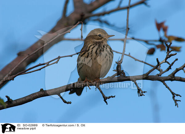meadow pipit / SO-02889