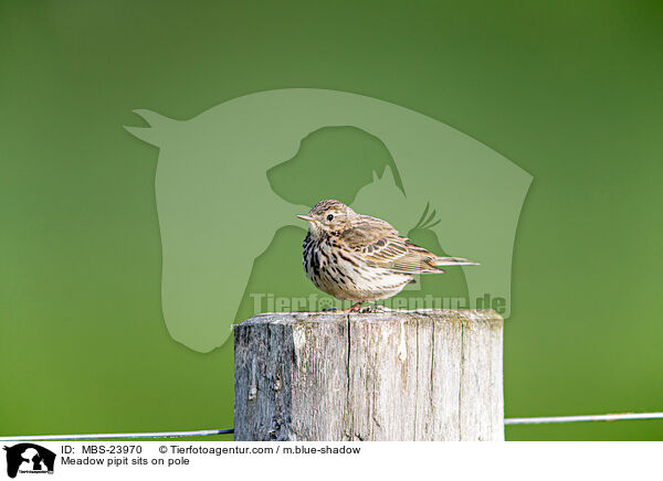 Meadow pipit sits on pole / MBS-23970