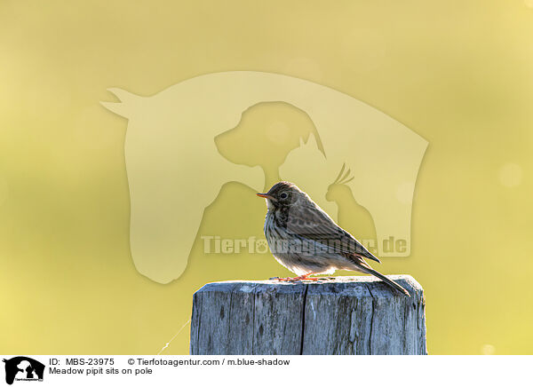 Meadow pipit sits on pole / MBS-23975
