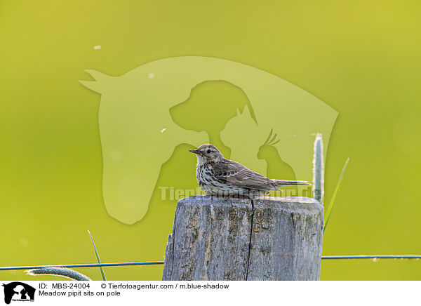 Meadow pipit sits on pole / MBS-24004