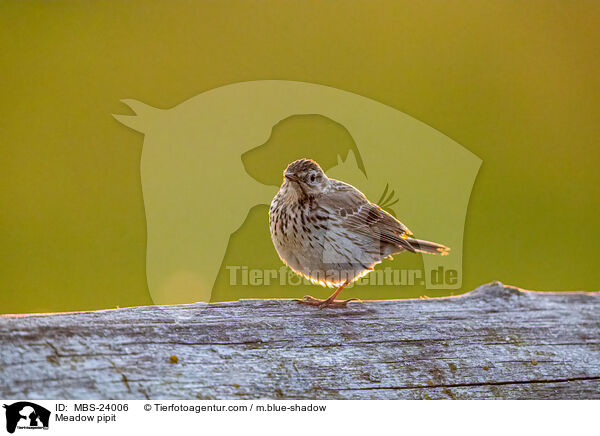 Meadow pipit / MBS-24006