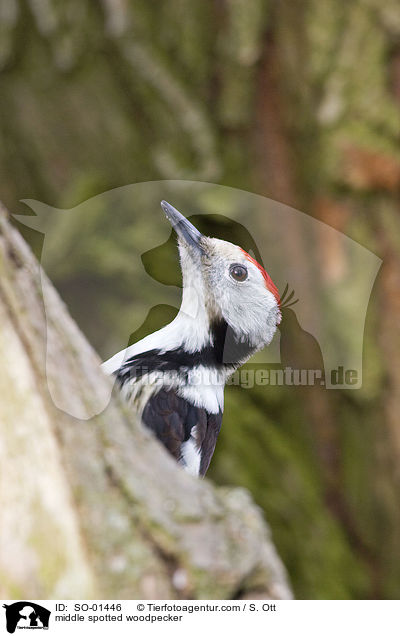 middle spotted woodpecker / SO-01446
