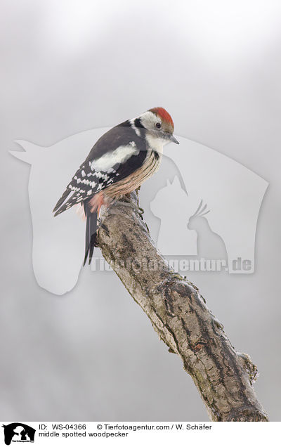 middle spotted woodpecker / WS-04366