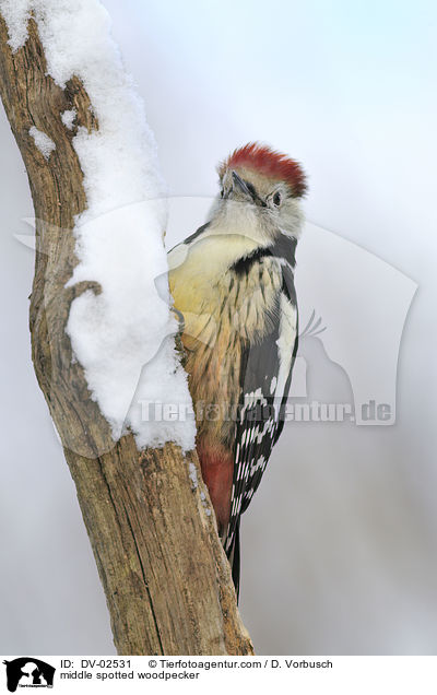 middle spotted woodpecker / DV-02531