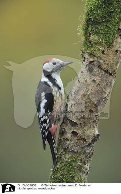 Mittelspecht / middle spotted woodpecker / DV-03032