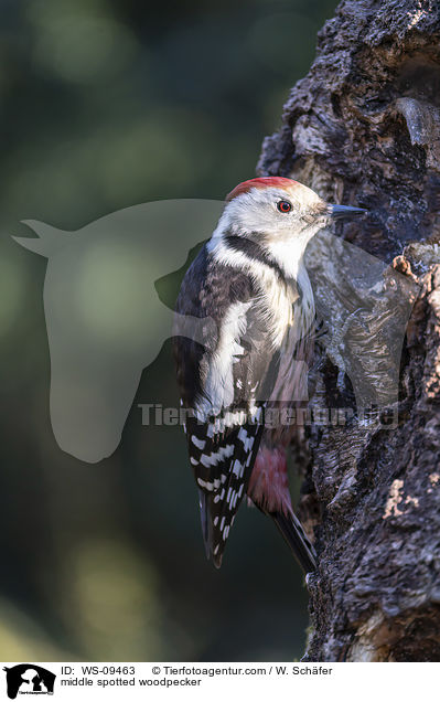 Mittelspecht / middle spotted woodpecker / WS-09463