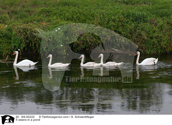 Schwanengruppe schwimmt im See / 5 swans in a pond / SS-00222
