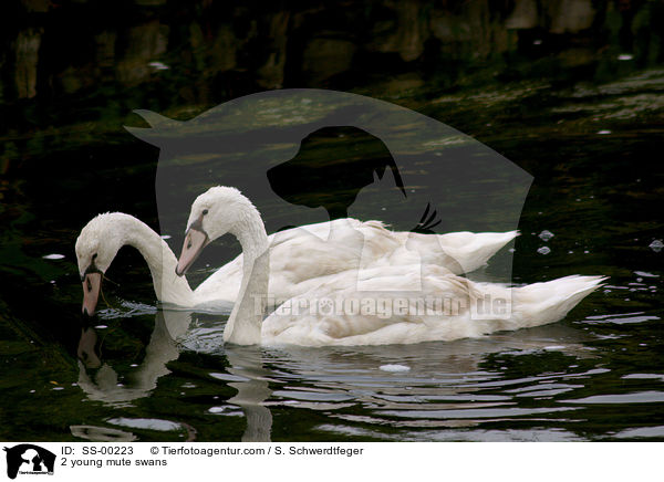 2 junge Hckerschwne / 2 young mute swans / SS-00223